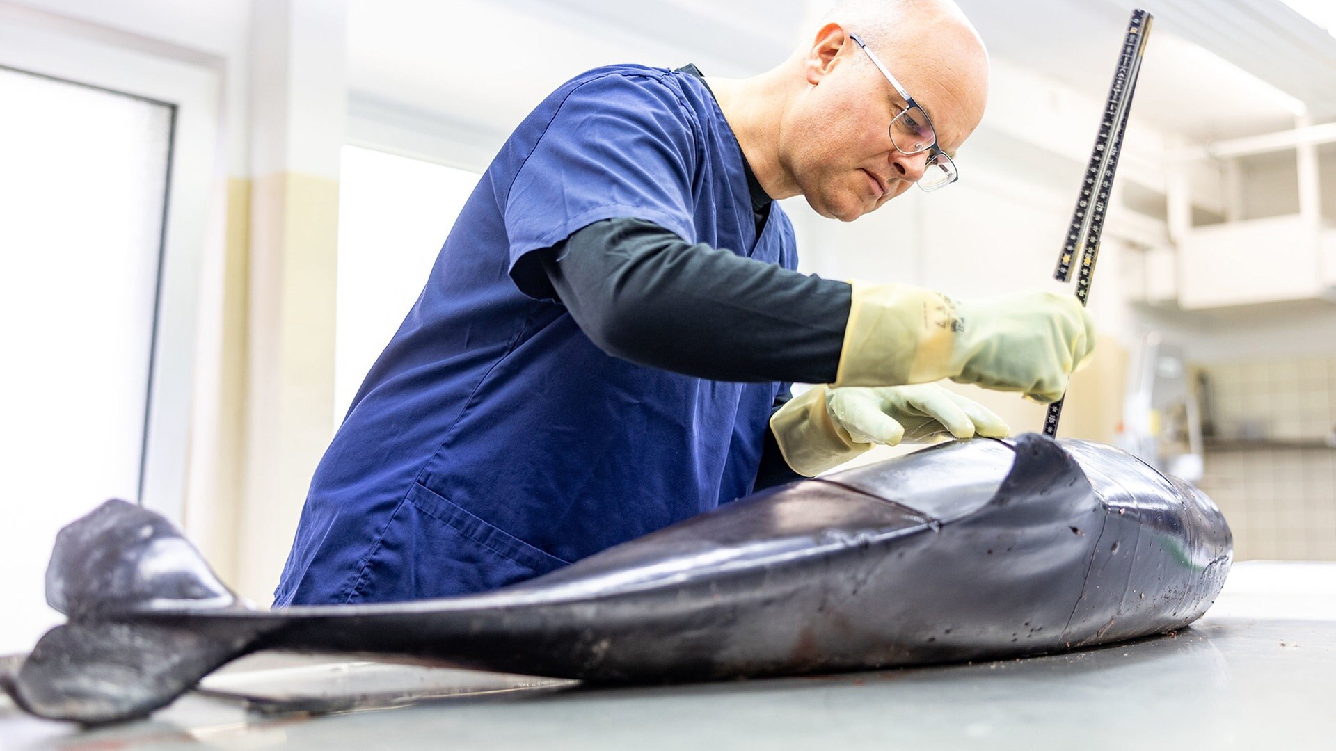 Eckernförde fokussiert Schutz des Schweinswals - Tier des Jahres 2022