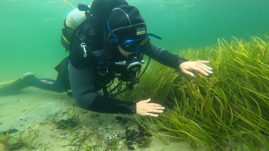 Millionenprojekt zu Seegras in der Ostsee gestartet