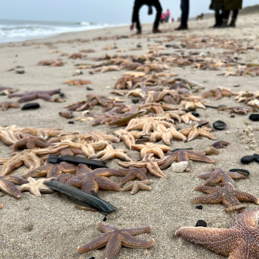 Sylt: Stürme spülen Hunderte Seesterne an | NDR.de - Nachrichten -  Schleswig-Holstein