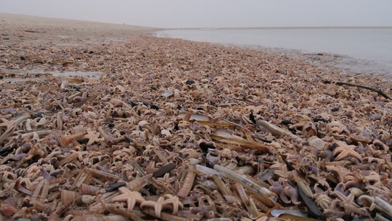 Ein Strand voller verendeter Seesterne auf Sylt. © Daniel Friederichs Foto: Daniel Friederichs