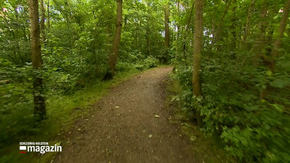 Ein Waldweg © NDR Foto: NDR Screenshot