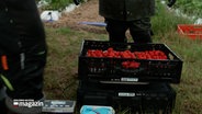 Eine Erntekiste mit Erdbeeren steht auf einer Waage © NDR Foto: NDR Screenshot