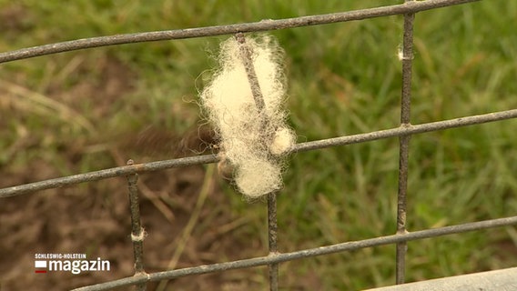 Ein Büschel Schafswolle an einem zaun © NDR Foto: NDR Screenshot
