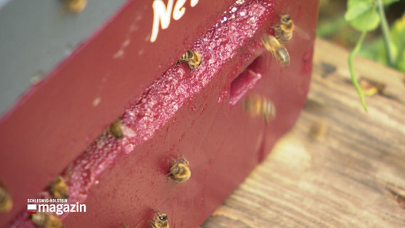 Mehrere Bienen vor einem Bienenkorb © NDR Foto: NDR Screenshot