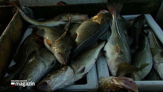 Einige frisch gefangene Fische auf einem Kutter © NDR Foto: NDR Screenshot