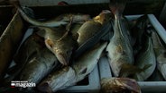 Einige frisch gefangene Fische auf einem Kutter © NDR Foto: NDR Screenshot
