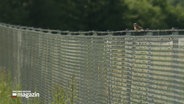 Ein Zaun auf einer Grünen Wiese, auf dem Zaun sitzt ein kleiner Vogel © NDR Foto: NDR Screenshot