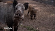 Ein Wildschwein blickt in die Kamera © NDR Foto: NDR Screenshot