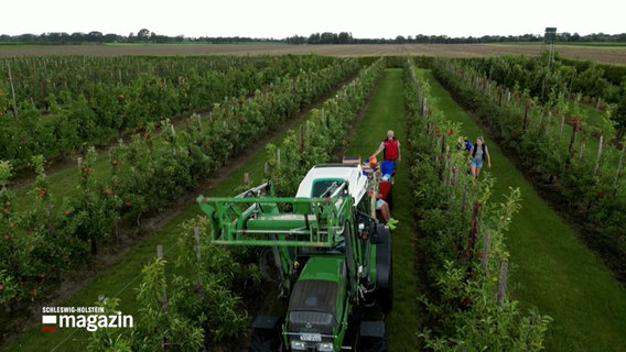 Ein Traktor auf einer Obstplantage bei der Apfelernte © NDR Foto: NDR Screenshot