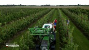 Ein Traktor auf einer Obstplantage bei der Apfelernte © NDR Foto: NDR Screenshot