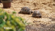 Zwei Schildkröten auf dem Boden © NDR Foto: NDR Screenshot