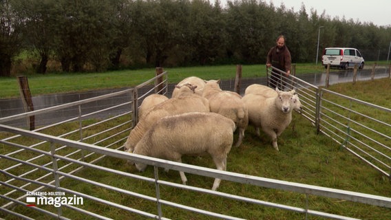 Ein Schäfer bringt einige Schafe in einen Gitterferch © NDR Foto: NDR Screenshot