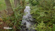 Ein Blick auf die Krusau, ein Fluss im deutsch-dänischen Grenzgebiet © NDR Foto: NDR Screenshot