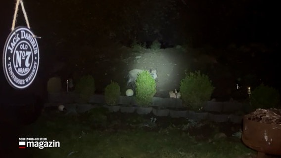 Eine Privataufnahme aus einem Garten in dem Wildschweine in der Nacht einen Zaun zerstören © NDR Foto: NDR Screenshot