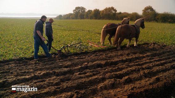 Zwei Männer mit zwei Pferden auf einem Acker, den sie pflügen. © NDR Foto: NDR Screenshot