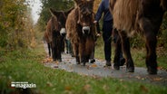 Mitarbeiter des Tierparks Arche Warder führen Esel über einen Weg. © NDR Foto: NDR Screenshot