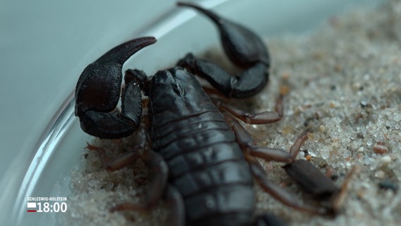 Ein Skorpion in einem Glasgefäß © NDR Foto: NDR Screenshot