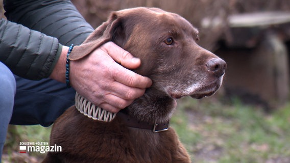 Ein Hund wird von seinem Besitzer am Kopf gestreichelt © NDR Foto: NDR Screenshot