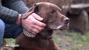 Ein Hund wird von seinem Besitzer am Kopf gestreichelt © NDR Foto: NDR Screenshot