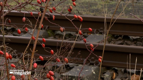 Pflanzen am Rande eines Bahngleises © NDR Foto: NDR Screenshot