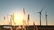 Windkraftwerke in einer Marschlandschaft bei Sonnenuntergang © NDR Foto: NDR Screenshot