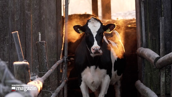 Eine Kuh steht in einem Stall © NDR Foto: NDR Screenshot