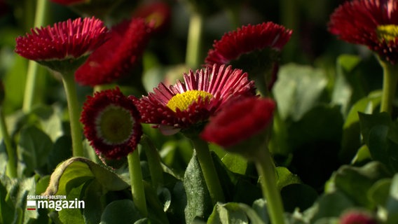 Blumen in einem Gartencenter © NDR Foto: NDR Screenshot