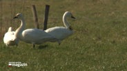 Einige Zwergschwäne auf einer Wiese © NDR Foto: NDR Screenshot