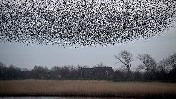 Tausende von Staren fliegen in einem Schwarm über die Wiesen am Ruttebüller See im deutsch-dänischen Grenzgebiet. © dpa-Bildfunk Foto: Carsten Rehder