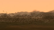 Stare fliegen im Morgenrot über eine Marschwiese © NDR Foto: NDR Screenshot