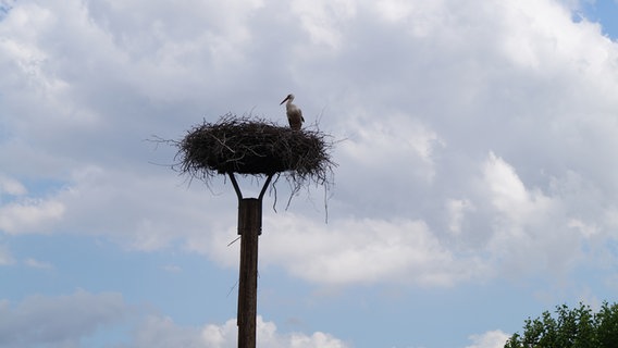 Ein Storch sitzt in einem Horst © NDR Foto: Oliver Kring