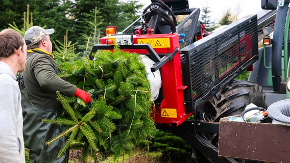 Nordmanntannen werden in einer Palettiermaschine verpackt. © dpa Bildfunk Foto:  Frank Molter