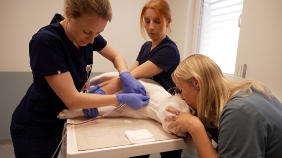 In einer Tierklinik wird einem Hund Blut abgenommen. © NDR 