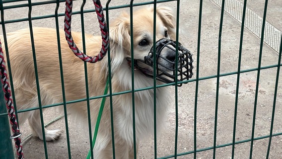 Hund im Tierheim Bad Oldesloe © NDR Foto: Andreas Rackow