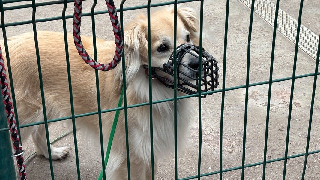 Werden Tierschutzvereine im Stich gelassen?