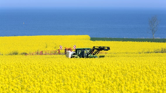 Ein Traktor fährt auf einem Rapsfeld Dünger aus, im Hintergrund die Ostsee. © picture alliance Foto: Caro Korth