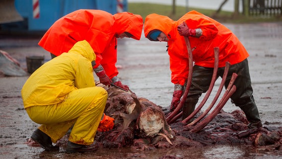 Mitarbeiter der Stiftung Tierärztliche Hochschule Hannover zerlegen in Meldorf die Kadaver von Pottwalen. © picture alliance / dpa Foto: Axel Heimken