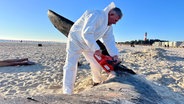 Hörnum: Timo Arp, Schlachter aus Jagel, zerlegt mit einer Motorsäge den Pottwal-Kadaver am Strand. © dpa-Bildfunk Foto: Lea Albert