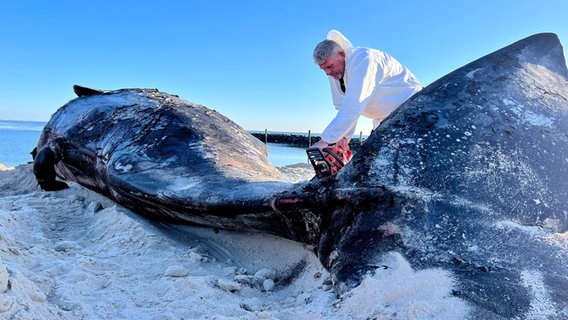 Hörnum: Timo Arp, Schlachter aus Jagel, zerlegt mit einer Motorsäge den Pottwal-Kadaver am Strand. © dpa-Bildfunk Foto: Lea Albert