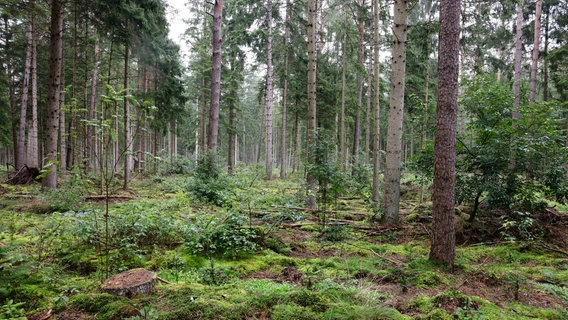 Regen fällt auf Bäume in einem Wald im Kreis Segeberg. © Frank Molter/dpa 