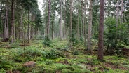 Regen fällt auf Bäume in einem Wald im Kreis Segeberg. © Frank Molter/dpa 