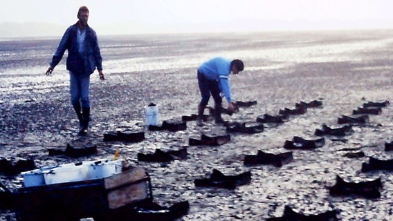 Zwei Männer arbeiten im Watt, um 1980. © Archiv Biologische Anstalt Helgoland 