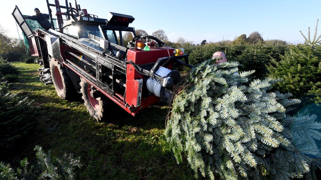 WeihnachtsbaumVerkauf hat offiziell begonnen NDR.de Nachrichten