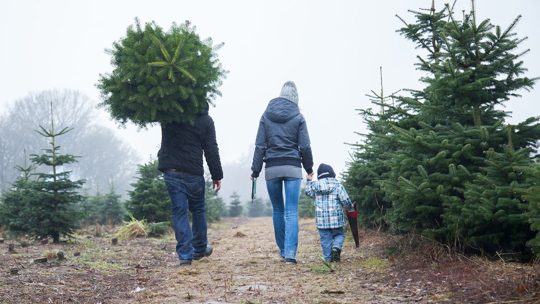 Weihnachtsbäume in SH Hier kann man selbst fällen NDR.de