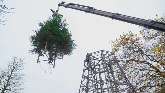 Ein mobiler Kran hebt einen Weihnachtstbaum in Kiel. © NDR 