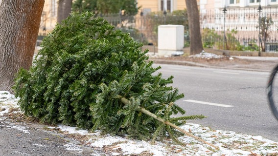 Weihnachtsbaum am Straßenrand nach Weihnachten zur Entsorgung. © picture alliance / CHROMORANGE Foto: Michael Bihlmayer