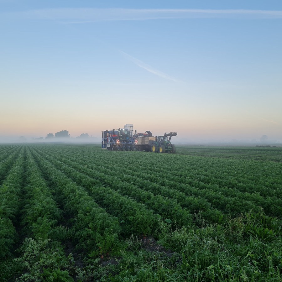 Ein Feld für Gemüse-Anbau des Bio-Unternehmens Westhof © Westhof 