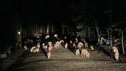 Eine grosse Rotte Wildschweine sucht in einem Wohngebiet nach Futter. (Themenbild) © Imago Images / Michael Handelmann 