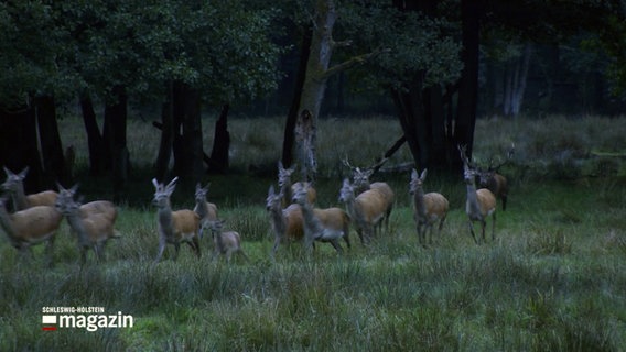 Rehe und Hirsche laufen über eine Wiese. © NDR 