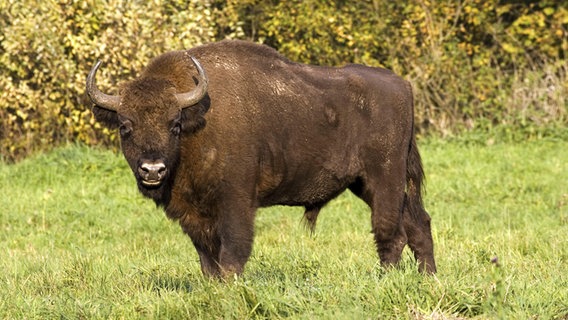 Ein Wisent (Europäische Bison) © picture alliance / imageBROKER Foto: McPHOTO / Helmut + Eva Pum